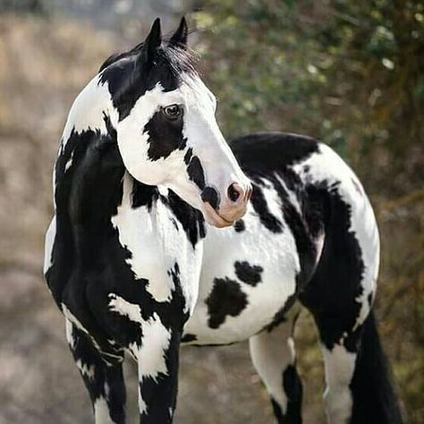 Paint Horse ❤️ Overo Paint Horses, Wallpaper Horses, Cheval Pie, Horses Wallpaper, Spotted Horse, Pinto Horses, Horse Markings, Rare Horses, American Paint Horse