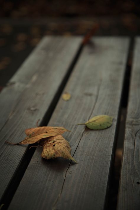 Fallen leaves | Tohr Jien | Flickr Fallen Leaves Aesthetic, Prompt Ideas, Jewelry Template, Create Quotes, Nature Leaves, Fall Nature, Image Vintage, Leaf Photography, Edit Capcut