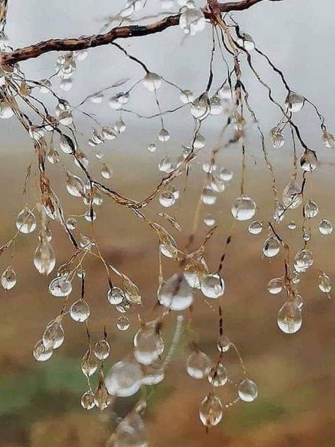 Lobby Decor, Driftwood Art Diy, Fleurs Diy, Branch Chandelier, Willow Branches, Christmas Decor Inspiration, Branch Decor, Christmas Wonderland, Gorgeous Glass