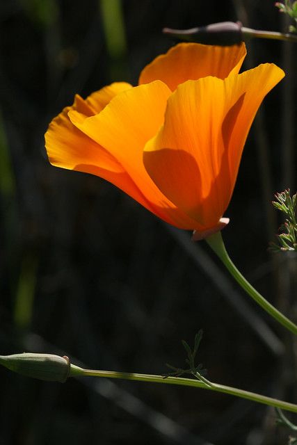 Poppyseed Chicken, Eschscholzia Californica, Walnut Creek California, California Wildflowers, Fleur Orange, Orange Poppy, Walnut Creek, 수채화 그림, California Poppy