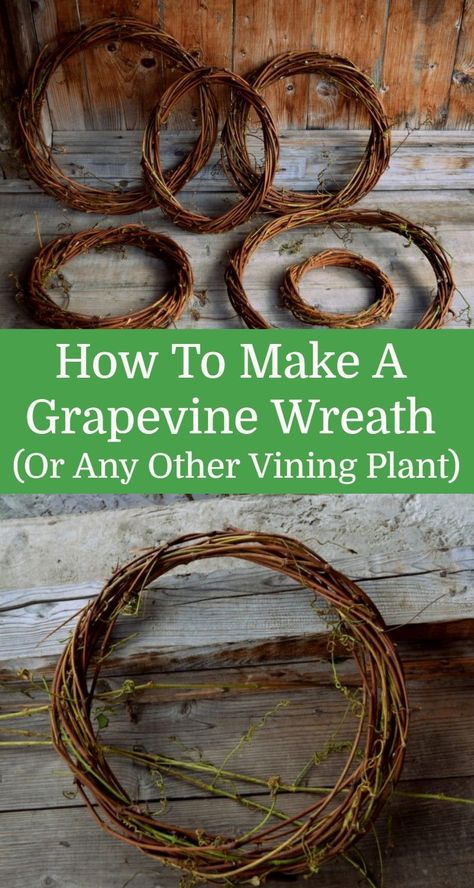 Turn your overgrown grapevines (or any other vining plant) into one of these beautiful wreaths. Bittersweet Vine Ideas, Grapevine Craft Ideas, Diy Foraged Wreath, Diy Vine Wreath, Grapevine Weaving, Grape Vine Wreaths Diy, Rosemary Wreath Diy, Grape Vine Ideas, Grape Vine Crafts