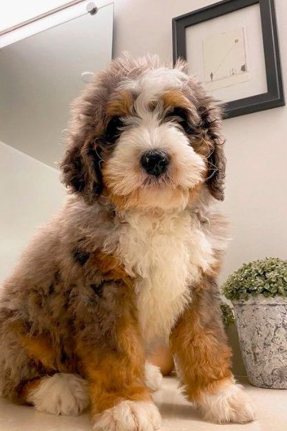 Mini Bernedoodle Merle, Bernie Doodle Puppies, Full Grown Mini Bernedoodle, Micro Bernedoodle Full Grown, Bernedoodle Puppy Haircut, Merle Bernedoodle Full Grown, Ausidoodle Puppies, Toy Bernedoodle, Miniature Bernedoodle