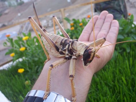 Giant Grasshopper Spider Images, Scary Bugs, Grasshoppers, Arthropods, Arachnids, Bugs And Insects, Funny Animal Memes, Weird Animals, Little Animals