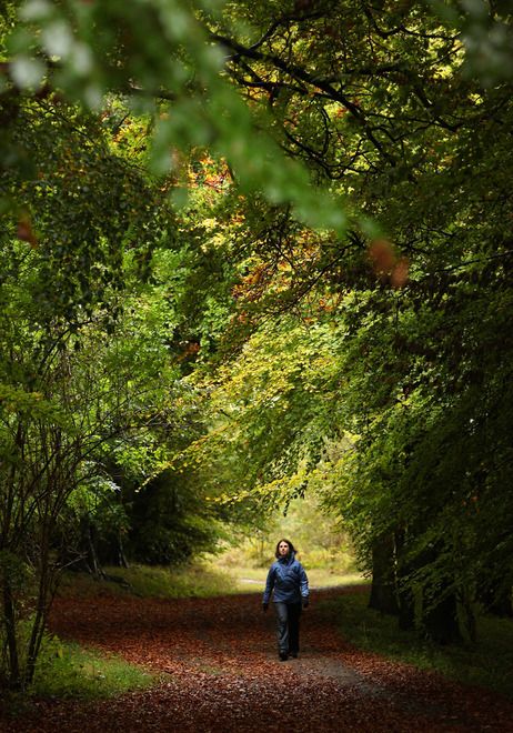 NPR piece - "Noticing" as you walk in the woods.  A woman walks along a path lined with deciduous trees in Wendover Woods on October 11, 2009 in Buckinghamshire, England. Adam Frank, Buckinghamshire England, A Walk In The Woods, After The Fall, Forest Path, Take A Walk, Deciduous Trees, Walk In The Woods, A Park