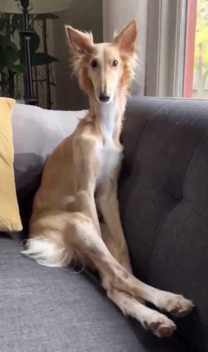 Silken Windhound, Borzoi Dog, Pretty Dogs, Pretty Animals, Silly Dogs, Laugh Out Loud, Silly Animals, Animals Images, Whippet