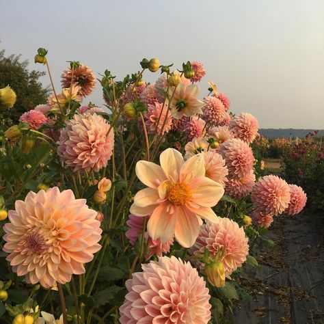 Erin Benzakein - Floret on Instagram: “Dahlia' Appleblossom' and 'Castle Drive' against the smoke filled sky. #growfloret #floretbulbs” Dahlia Bouquet Fall, Dahlia Centerpiece Wedding, Dahlia Society, Dahlia Flower Tattoos, Dalia Flower, Dahlia Bridal Bouquet, Dahlia Flower Arrangements, Dahlia Centerpiece, Dahlia Flower Garden