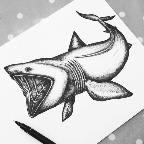 Basking Shark Art, Basking Shark Drawing, Basking Shark Tattoo, Basking Shark, S Drawing, Shark Drawing, Sea Life Art, Shark Art, Shark Tattoos