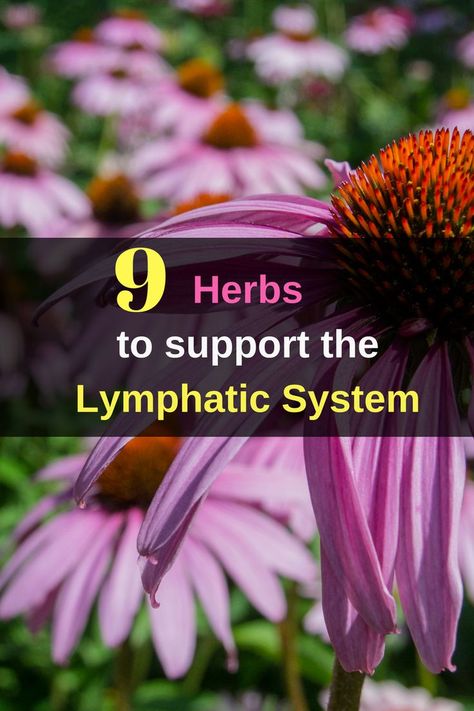 9 #Herbs to Support the #Lymphatic System via @http://pinterest.com/holistichealthjam Lymph Detox, Detox Herbs, Lymph Drainage Massage, Lymph Glands, Lymph Massage, Lymph System, Lymph Drainage, Herbs For Health, Cardiovascular System