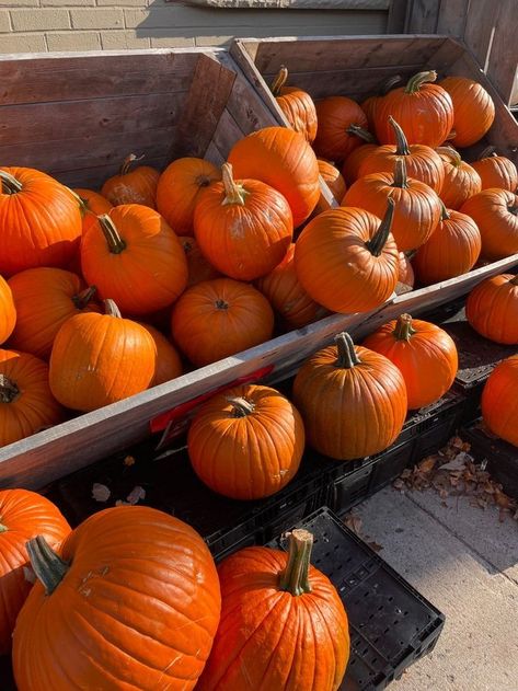 Aesthetic Pumpkin Carving, Autumn Aesthetic Pumpkin, Aesthetic Pumpkin, Fall Autumn Aesthetic, Hey Pumpkin, Pretty Pumpkins, Leaves Falling, Pumpkin Farm, Pumpkin Leaves