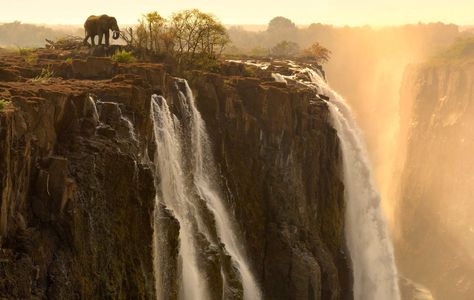 Victoria Falls Zambia, Victoria Falls Zimbabwe, Water For Elephants, Livingstone, Victoria Falls, Foto Art, Beautiful Waterfalls, An Elephant, Africa Travel