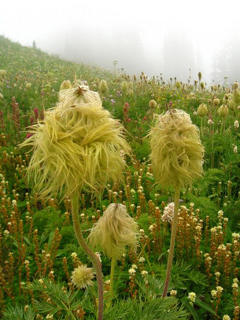 Wow! Looks like the Truffula Tree from Dr. Seuss' The Lorax Funky Plants, Wispy Flowers, Dr Seuss Trees, Truffula Tree, Truffula Trees, Basket Flowers, Plant Fungus, Botanical Elements, House Plants Decor