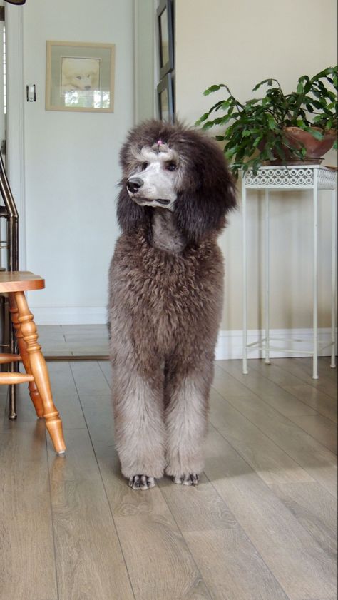 Poodle Hairstyles, Poodle Party, Poodle Standard, Grey Poodle, Silver Poodle, Poodle Hair, Dog Grooming Styles, Poodle Haircut, Poodle Puppy Standard