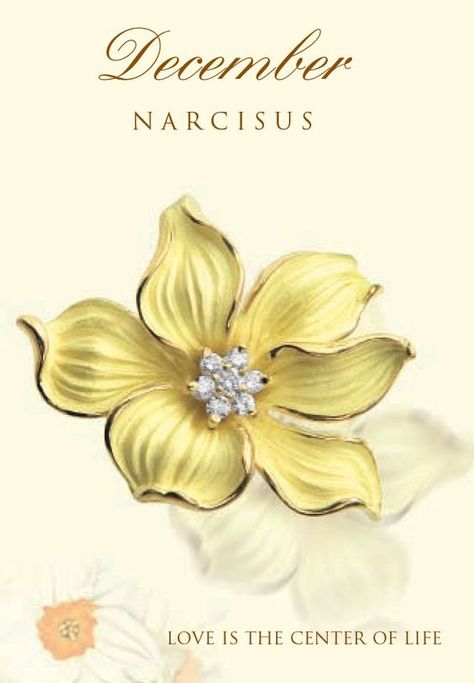 December Birth Flower - Narcisus December Flower Tattoo, December Flower, December Birth Flower, The Language Of Flowers, Narcissus Flower, Birth Flower Tattoos, December Birthday, Flower Meanings, 12 December