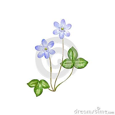 Hepatica, Drawing by Colored Pencils Stock Illustration - Illustration of medicine, isolated: 165752116 Hepatica Drawing, Anemone Hepatica, Hand Drawn Illustration, Drawn Illustration, Anemone, Flower Drawing, Colored Pencils, Stock Illustration, Hand Drawn