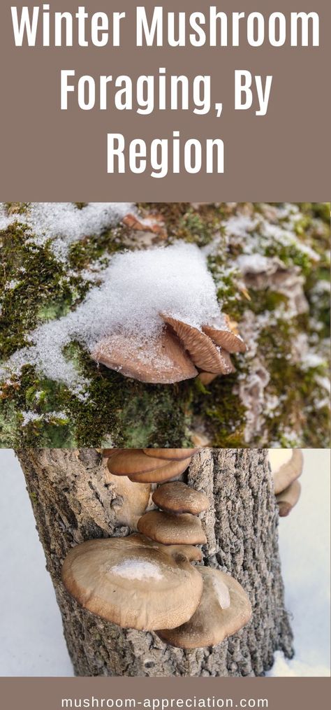 Winter Foraging Pnw, Mushroom Foraging Aesthetic, Mushroom Propagation, Winter Mushrooms, Mushroom Gardening, Winter Foraging, Mushroom Logs, Wild Gardening, Foraging Mushrooms