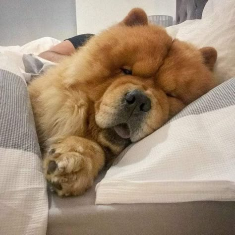 Chow Chow Dog Puppy, Chow Dog Breed, Big Fluffy Dogs, Chow Puppy, Chubby Puppies, Chow Chow Dog, Chow Dog, Chow Chow Puppy