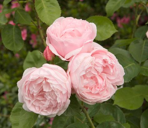 5 Top Flowering Plants for Mother's Day English Tea Roses, Rose Shrub, Heritage Rose, Fragrant Roses, Fragrant Garden, Rose Varieties, Meteor Garden 2018, Roses Garden, Beautiful Pink Flowers