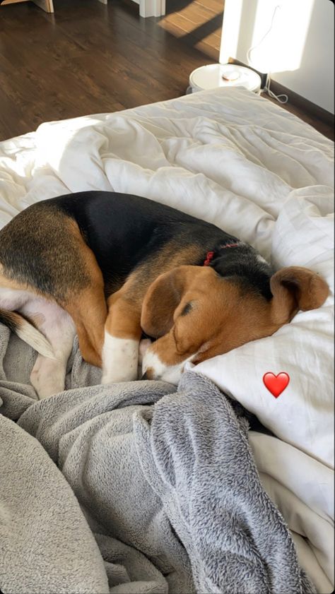 Beagle Puppy Aesthetic, Beagle Aesthetics, Cute Beagles, Pets 3, Beagle Puppy, Pretty Animals, Beagle Dog, Silly Animals, Cute Animal Photos