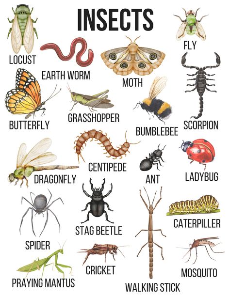 Bring the fun to any play or learning area with this bug poster printable! Bugs Poster, Bug Pictures, Bug Poster, Cute Bugs, Insect Identification, Insects Names, Animal Infographic, Insect Unit, Types Of Bugs