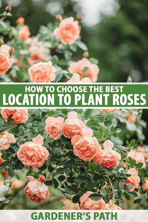 A close up vertical image of peach colored roses growing in the garden pictured on a soft focus background. To the center and bottom of the frame is green and white printed text. Rose Garden Tips, Rose Garden Pathway, Roses In Vegetable Garden, Roses Hydrangea Garden, How To Plant A Rose Bush, Rose And Vegetable Garden, Roses In Backyard, Roses Along Driveway, Roses Backyard Garden Ideas