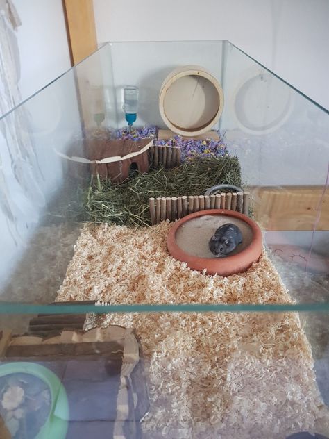 10 Gallon Hamster Tank Ideas, Hamster Cage Ideas Tanks, Hamster House Ideas, Diy Hamster Hideout, Syrian Hamster Cage Setup, Hamster Cage Ideas, Hamster Tank, Kandang Hamster, Cool Hamster Cages