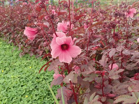 Hibiscus acetosella (Cranberry Hibiscus)  #hibiscus #plantopedia #FloweringPlant #flowers #FloweringPlants #flower #blooming #FlowerGarden Cranberry Hibiscus Plant, Hibiscus Acetosella, Cranberry Hibiscus, Hibiscus Garden, Hibiscus Leaves, Giant Roses, Flower Blooming, Hibiscus Plant, China Rose