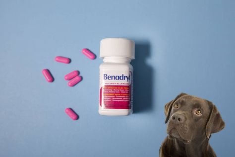 Benadryl For Dogs Dosage Chart, How Much Benadryl To Give A Dog, Benadryl For Dogs Dosage, Benadryl For Dogs, Antibiotics For Dogs, Dog Benadryl, Dog Remedies, Medication For Dogs, Dog Weight