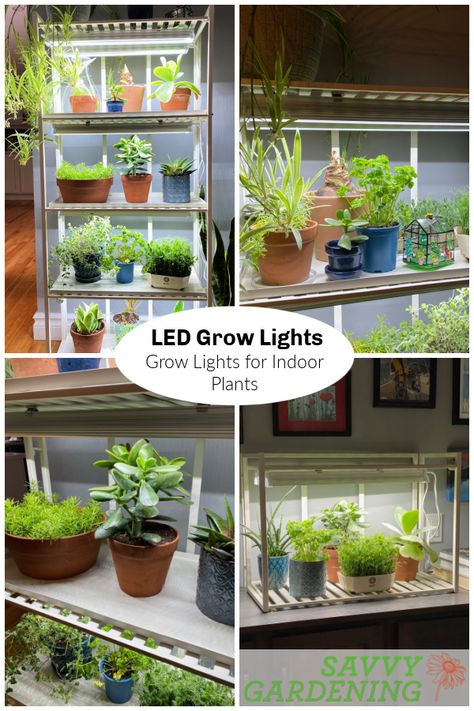 LED Grow Lights: The Best System for Indoor Plants Grow Light Stand, Indoor Plant Display, Growing Seedlings, Tall Indoor Plants, Types Of Houseplants, Indoor Grow Lights, Best Grow Lights, Best Led Grow Lights, Herb Garden In Kitchen