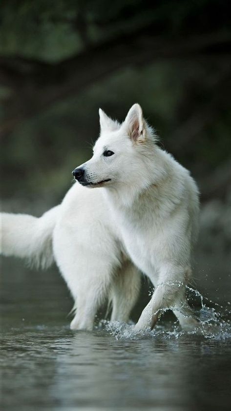 White Gsd, Swiss Shepherd, White Swiss Shepherd, White Husky, White Shepherd, White German Shepherd, Doberman Puppy, Akita Dog, White Dog