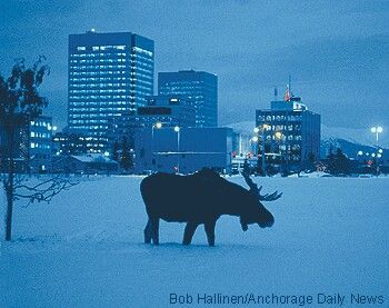 Alaska Moose, Moose Pictures, Game Website, Big Bull, Alaska The Last Frontier, Visit Alaska, Bull Moose, Anchorage Alaska, Wild Creatures