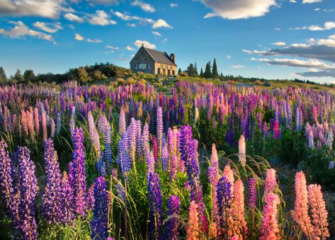 bed of flowers near brown concrete house, lupins, lupins #Lupins #Spring #bed #flowers #brown #concrete #house New Zealand #com lake tekapo #Canterbury South Island Mount Cook Lake Pukaki National Park Park  Church Good Shepard #Religion #Historical #Sky #Cloud Building  Stone #Chimney #Lake #Water #Grass #Tussock #Moon #Twilight #Sunset Day  Night #Outdoor #Outside #Horizontal #Colour #Color #RR #Daily #Photo #Pink Purple  Blue Blue  Marble #5K #wallpaper #hdwallpaper #desktop New Zealand Lakes, Horizontal Wallpaper, Lupine Flowers, Clouds Photography, Spring Wallpaper, Backgrounds Wallpapers, Photography Workshops, Flower Field, Beautiful World