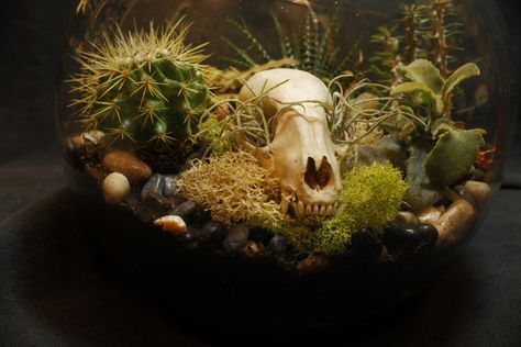 Hive Tattoo, Skull Succulent, Raccoon Skull, Oddities Decor, Taxidermy Decor, Beautiful Terrariums, Taxidermy Art, Vulture Culture, Bone Crafts