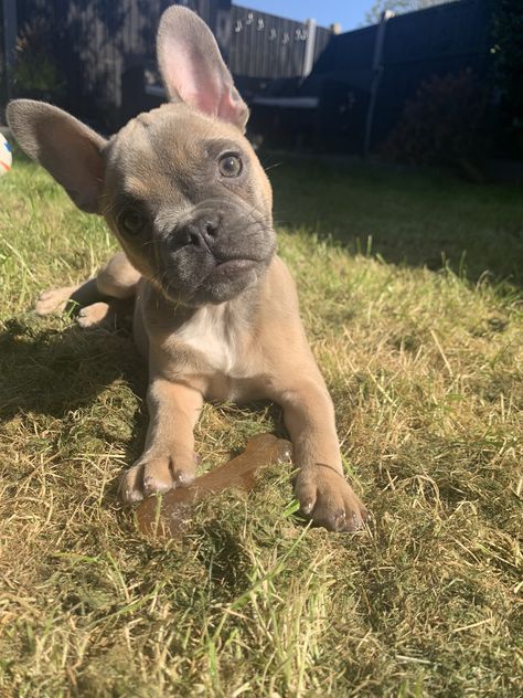 Brown Frenchie Puppy, Tan French Bulldog, Lilac Fawn French Bulldog, French Bulldog Mix, Newborn French Bulldog, French Bulldog Tan, Frenchie Puppy, Super Cute Puppies, Dog Socks