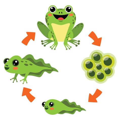 دورة حياة النبات, Frog Life Cycle Craft, Frog Life Cycle Activities, Frogs Preschool, Acrylic Painting For Kids, Insect Life Cycle, Frog Activities, Lego Baby, Cycle For Kids