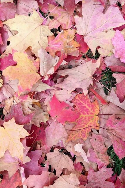 Hot Pink Fall Wallpaper, Fall Pink Aesthetic, Fall Aesthetic Pink, Pink Fall Asthetic Wallpers, Pink Fall Backgrounds, Fall Pink, Girly Autumn Wallpaper, Pink Autumn Aesthetic Wallpaper, Pink Fall Leaves