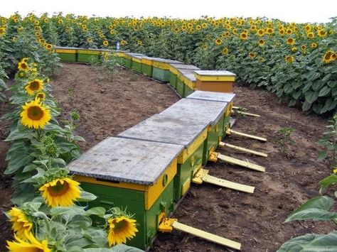 Painted Bee Hives, Backyard Beehive, Bee Keeping Hives, Honey Bees Keeping, Sunflowers And Bees, Bee Hives Boxes, Bee Hive Plans, Backyard Bee, Sunflower Patch