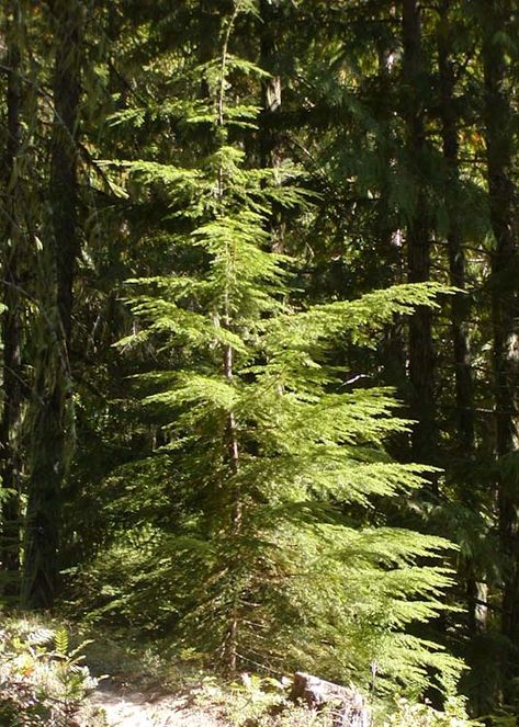 Tsuga heterophylla (western hemlock) description Hemlock Tree, Western Hemlock, Canadian Prairies, Forest Tattoos, Tree Species, Replant, Side Yard, Tree Hugger, Pine Trees