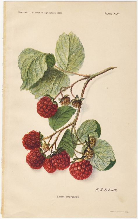 Raspberry botanical illustration Illustration Botanique Vintage, Era Victoria, Illustration Botanique, Botanical Illustration Vintage, Vintage Botanical Prints, Picture Collage Wall, Images Vintage, Scientific Illustration, Art Et Illustration