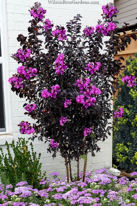 Black Diamond Crape Myrtle Tree, Crepe Myrtle Landscaping Front Yards, Black Diamond Crepe Myrtle, Purple Crepe Myrtle, Purple Crape Myrtle, Purple Plum Tree, Flower Charts, Crape Myrtle Tree, Blue Star Juniper