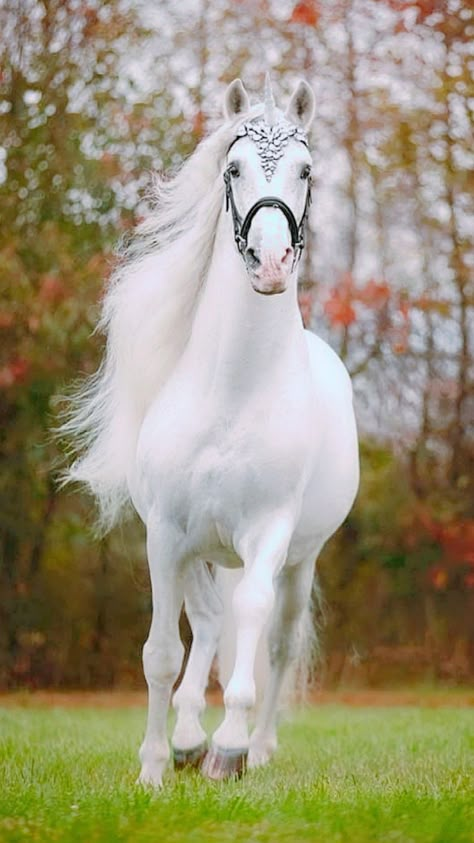 White Arabian Horse, Abstract Horse Art, Wild Animal Wallpaper, Beautiful Horses Photography, Beautiful Arabian Horses, Horse Wallpaper, Horse Aesthetic, Most Beautiful Horses, Most Beautiful Animals