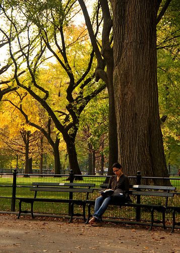 http://newyorkattractionsguide.com/best-things-to-do-in-nyc-in-fall/ central park bench Gane (c) at flickr Park Bench Photography, Central Park Bench, Short Reference, Park Reference, Urban Reference, Central Park Fall, Nyc Autumn, Center Park, Central Park Nyc