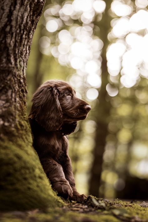 Outside Dog Photoshoot, Field Animals, Cool Dog Photography, Dog Puppy Photography, Puppy Shoot Ideas, Dog Autumn Photography, Dog Photography Forest, Dog Trick, Urban Dog Photography