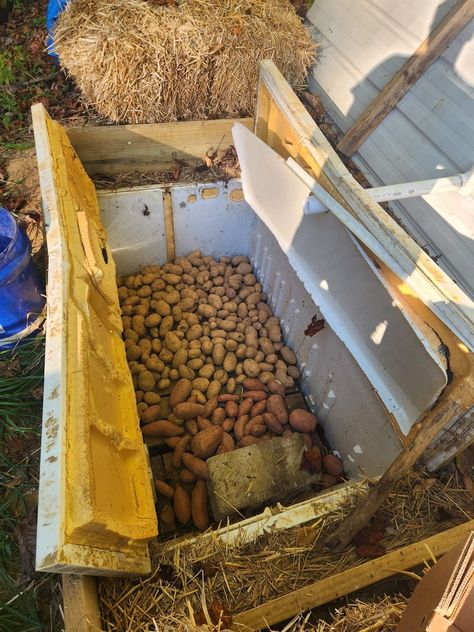 Appalachian Americans | Got my taters in my homemade root cellar Root Cellar Storage, Root Cellars, Dehydrating Food, Dream Pantry, Old Refrigerator, Food Gardening, Root Cellar, Water Bath Canning, Survival Skills Life Hacks