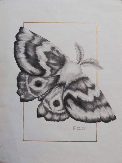 Realistic Moth Drawing, Rosy Maple Moth Tattoo Black And White, Moth Drawing Reference, Moth Sketches, Moth Painting Acrylic, Moth Sketch, Bug Painting, Tattoo Papillon, Moth Drawing