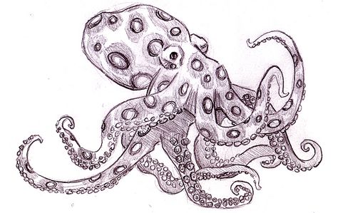 octopus Blue Ringed Octopus Tattoo, Blue Ring Octopus, Blue Ringed Octopus, Octopus Images, Ringed Octopus, Squid Tattoo, Giant Octopus, Octopus Drawing, Octopus Tattoo Design