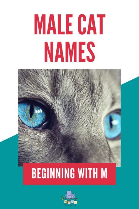 Looking for a great name for your new kitten or adult cat? You'll find one you love form our list of male cat names beginning with M. | Moms Who Think Kitten Names Boy, Cat Names Boy, Grey Cat Names, Boy Cat Names, Cute Cat Names, Brown Kitten, Male Cat, Cat M, Kitten Names