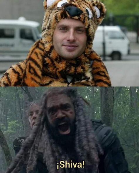 The Walking Dead Memes, Twd Memes, Walking Dead Memes, Dead Memes, Wreck This Journal, A Tiger, Norman Reedus, Day Of The Dead, The Walking Dead