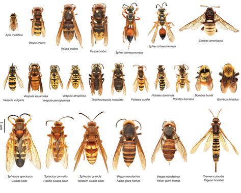 THE MOST COMMON — Texas Insect Identification Tools Bee Identification, Bug Identification, Insect Identification, Pig Breeds, Bee Colony, Bees And Wasps, Bug Bites, Insect Art, Arachnids