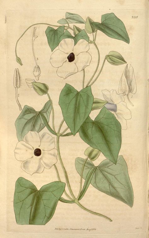 v.63=ser.2:v.10 (1836) [no.3458-3541] - Curtis's botanical magazine. - Biodiversity Heritage Library Nature Scrapbook, Flower Meanings, Books Collection, Moon Flower, Old Art, Painting Supplies, Rare Books, Botany, Pretty Pictures