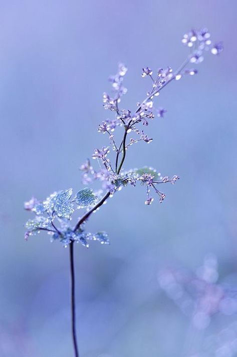 color>periwinkle Periwinkle Aesthetic, Marguerite Duras, Dominic Cooper, Baby Blue Aesthetic, Periwinkle Color, Dream Aesthetic, Lavender Blue, Water Droplets, Aesthetic Colors